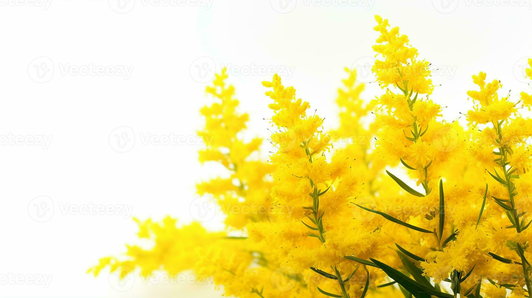 Photo of beautiful Goldenrod flower isolated on white background. Generative AI