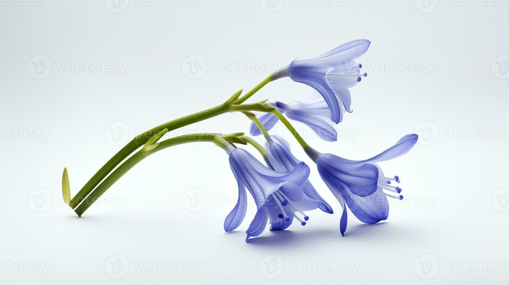 Photo of beautiful Bluebell flower isolated on white background. Generative AI