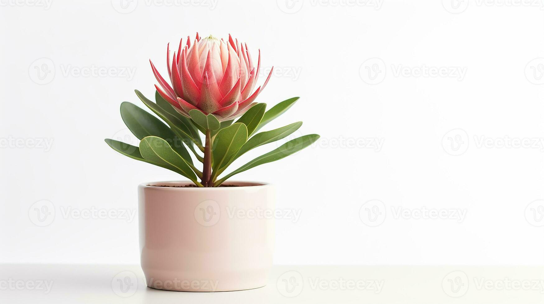 Photo of Protea flower in pot isolated on white background. Generative AI