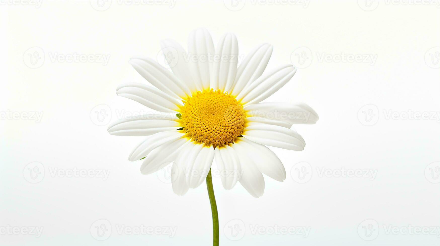 Photo of beautiful Daisy flower isolated on white background. Generative AI
