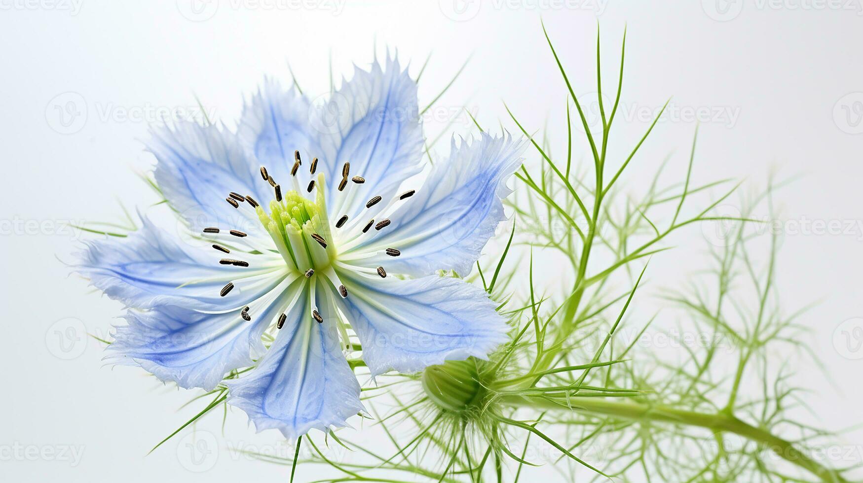 Photo of beautiful Love-in-a-Mist flower isolated on white background. Generative AI