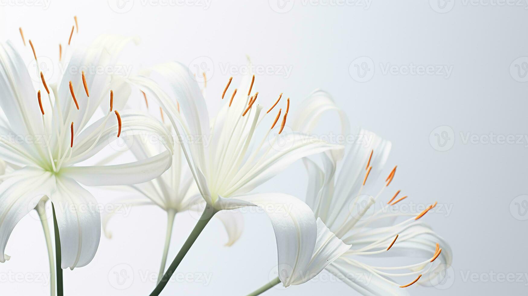 Photo of beautiful Spider Lily flower isolated on white background. Generative AI