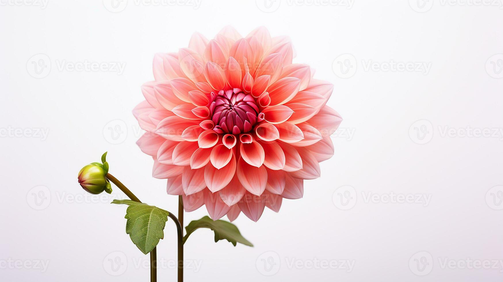 Photo of beautiful Dahlia flower isolated on white background. Generative AI