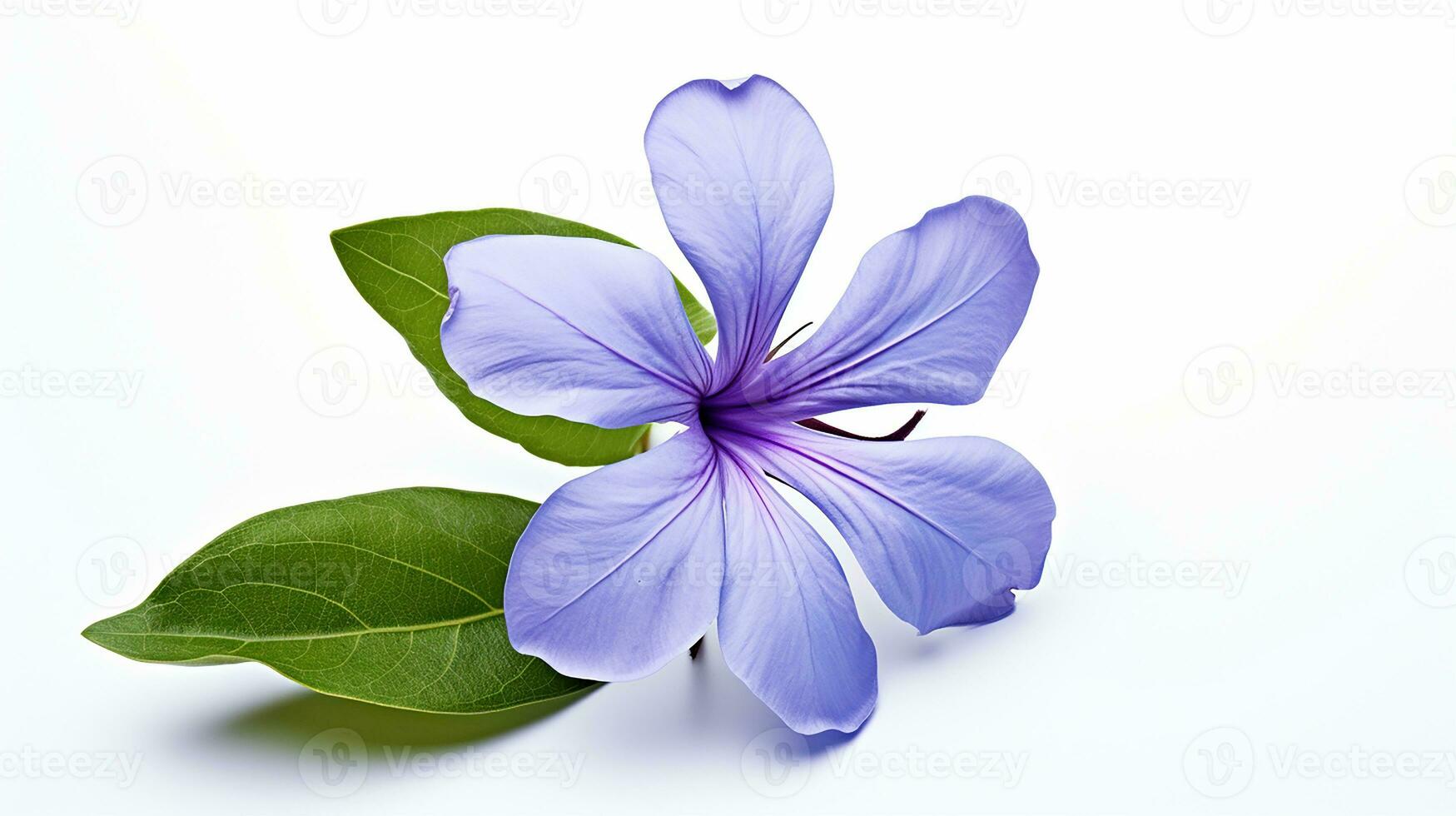 Photo of beautiful Periwinkle flower isolated on white background. Generative AI
