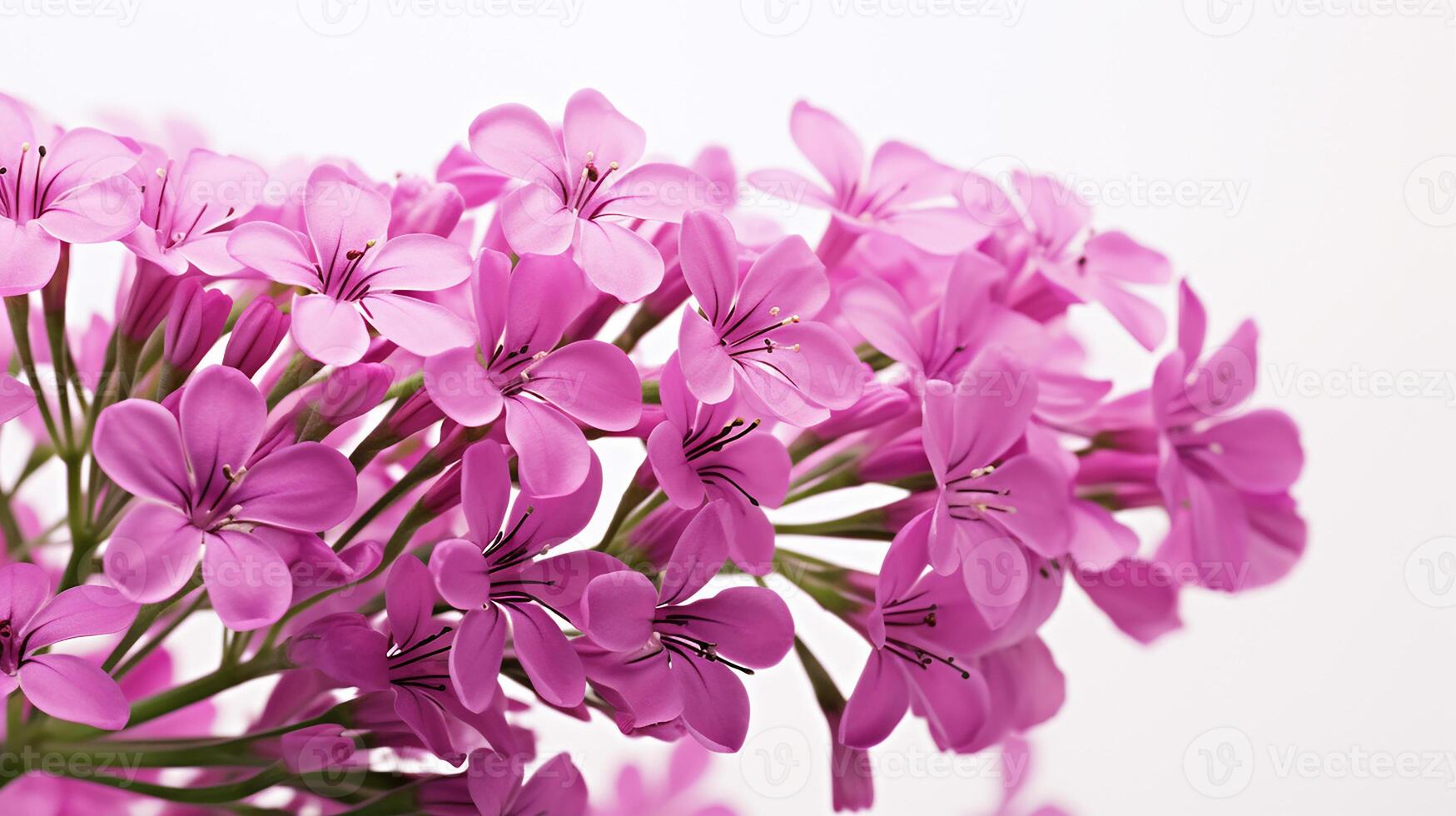 Photo of beautiful Valerian flower isolated on white background. Generative AI