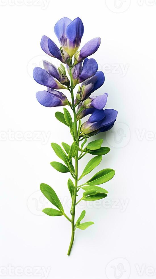 Photo of beautiful Baptisia flower isolated on white background. Generative AI