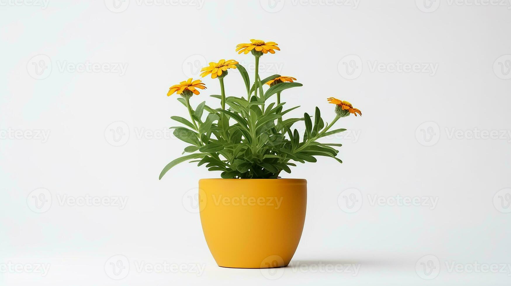 Photo of Sneezeweed flower in pot isolated on white background. Generative AI