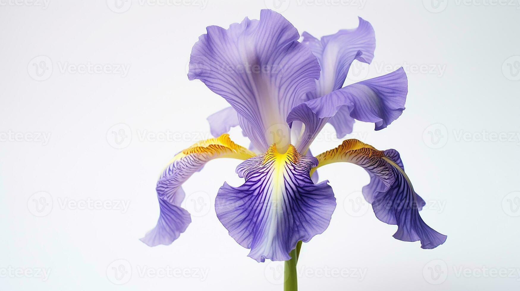 Photo of beautiful Iris flower isolated on white background. Generative AI