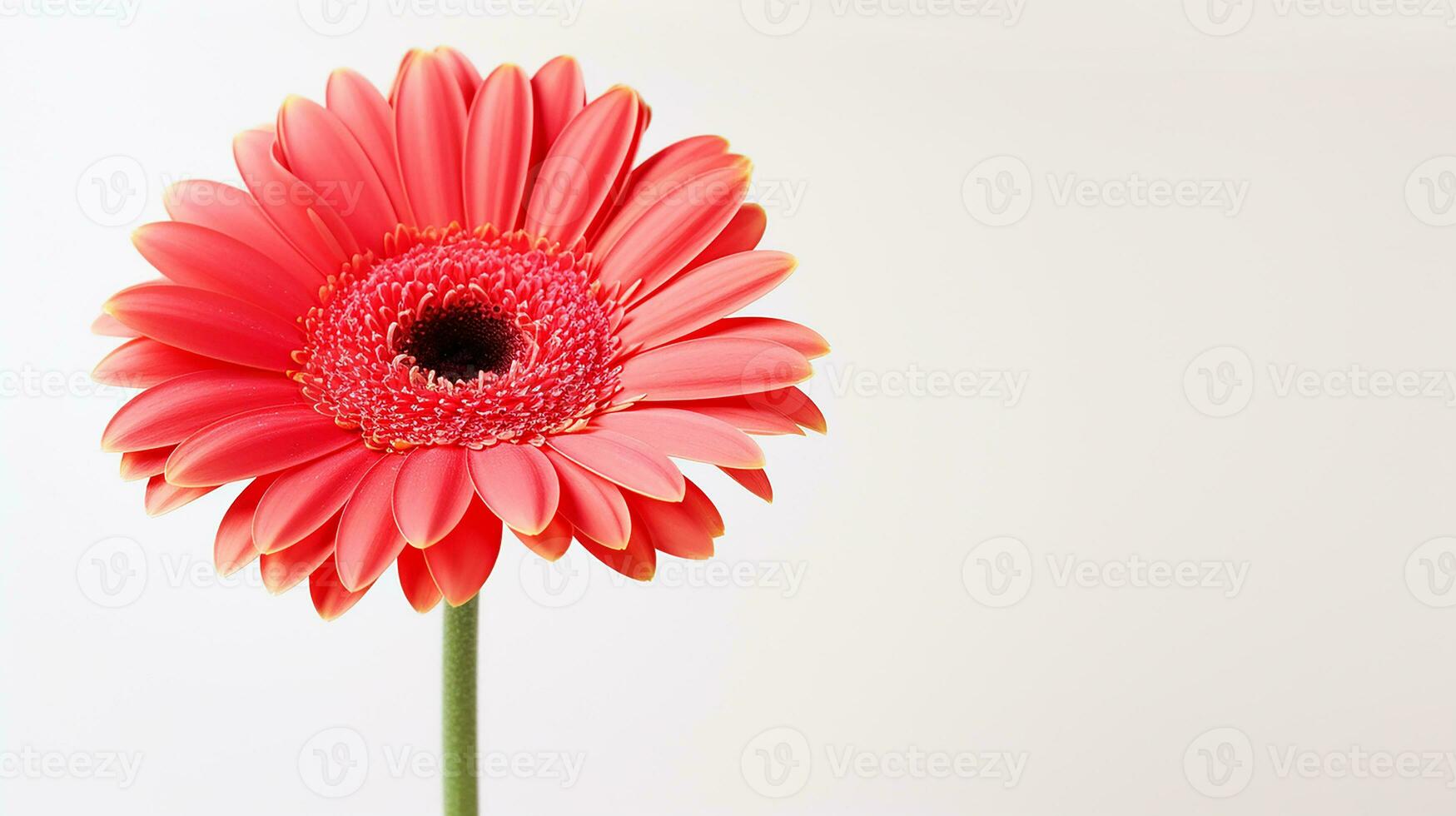 Photo of beautiful Gerbera flower isolated on white background. Generative AI