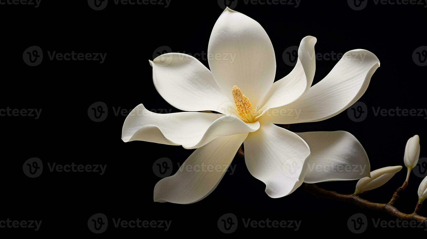 Photo of beautiful Magnolia flower isolated on white background. Generative AI