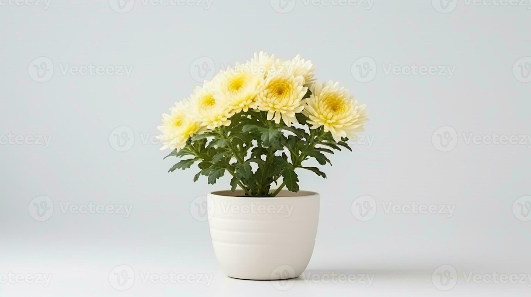 Photo of Chrysanthemum flower in pot isolated on white background. Generative AI