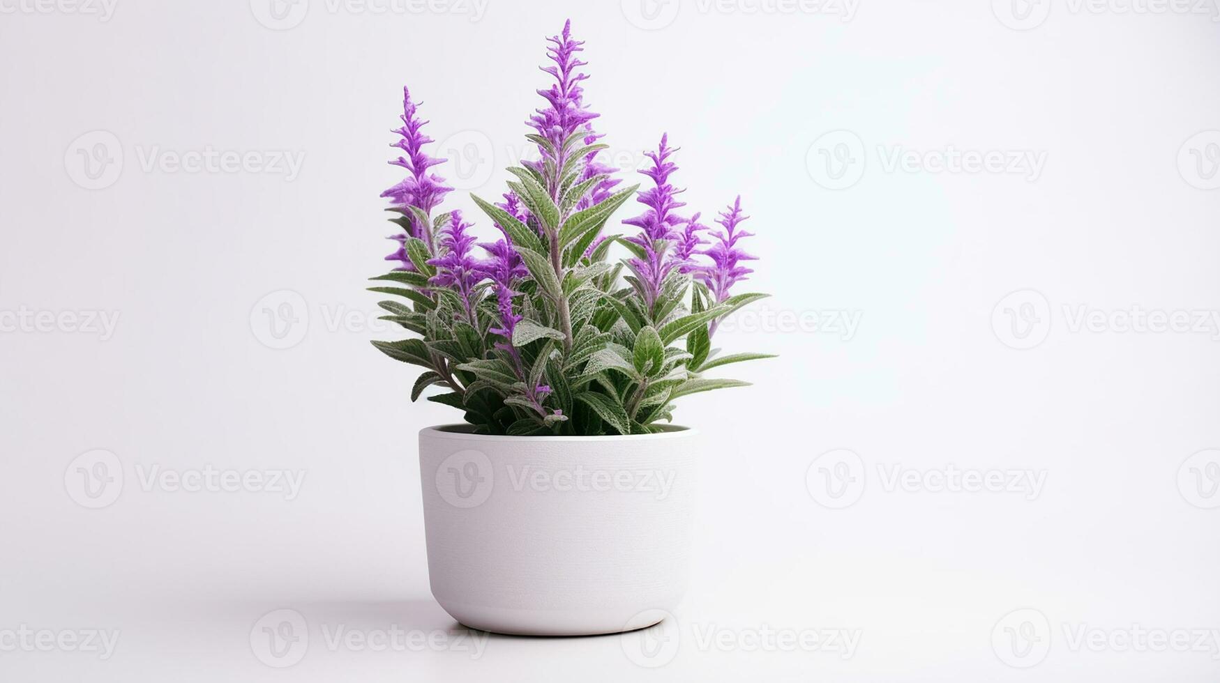 foto de salvia flor en maceta aislado en blanco antecedentes. generativo ai