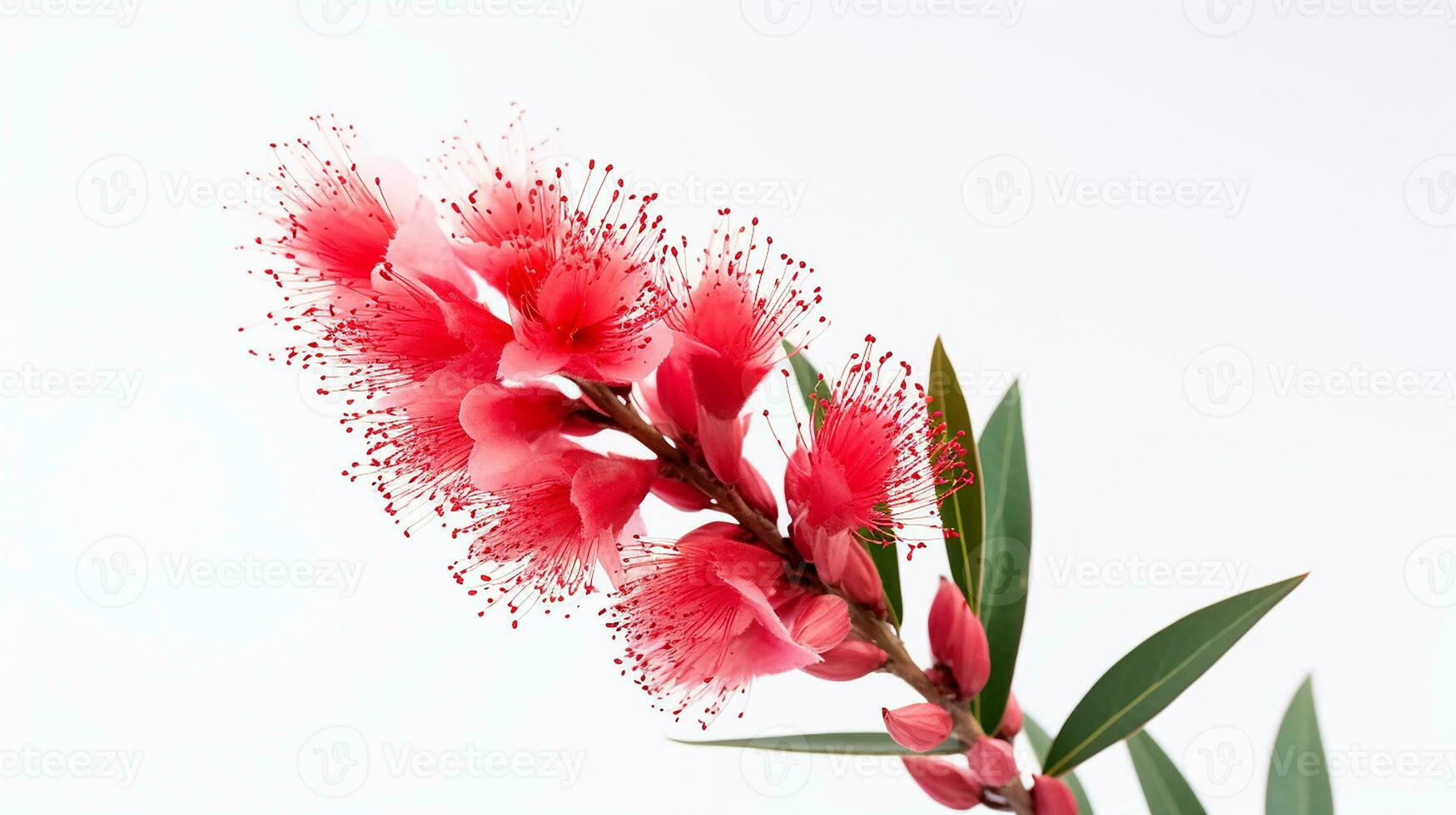 Photo of beautiful Bottlebrush flower isolated on white background. Generative AI