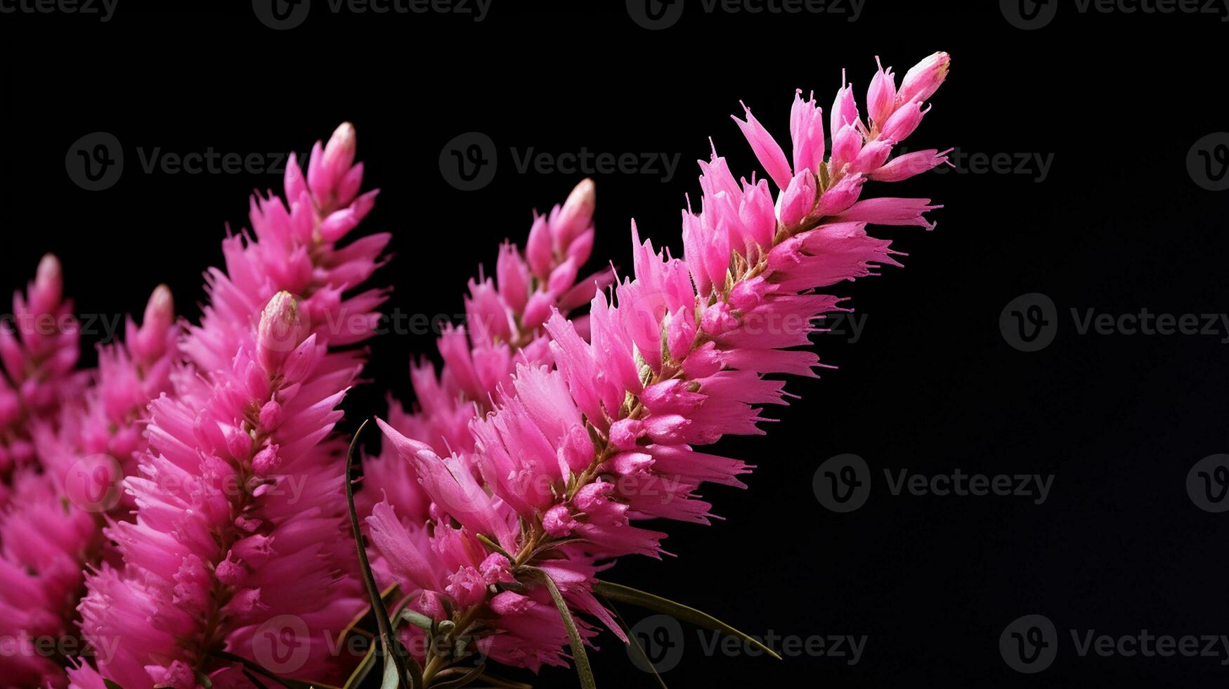 Photo of beautiful Heather flower isolated on white background. Generative AI