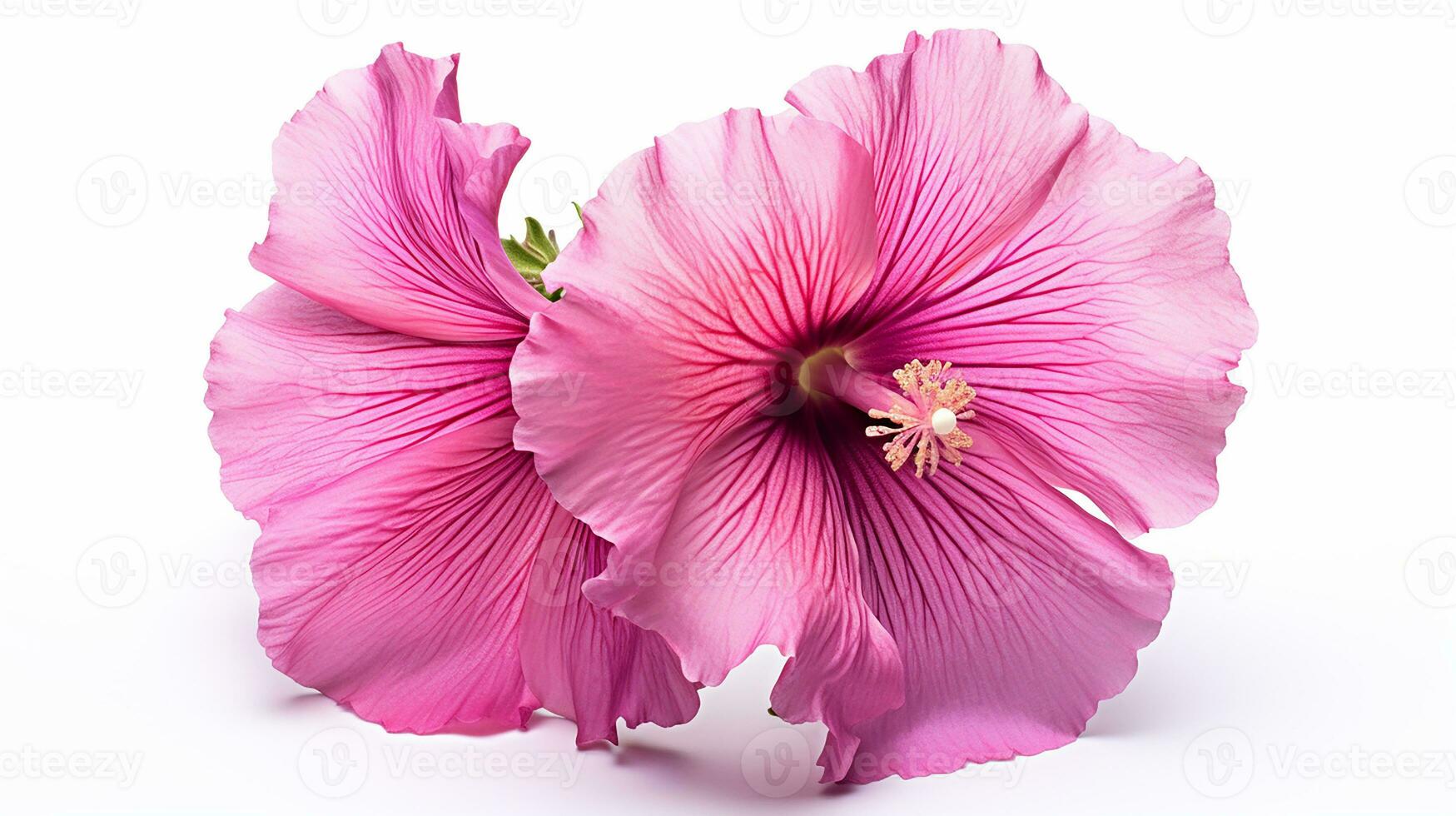 Photo of beautiful Hollyhock flower isolated on white background. Generative AI