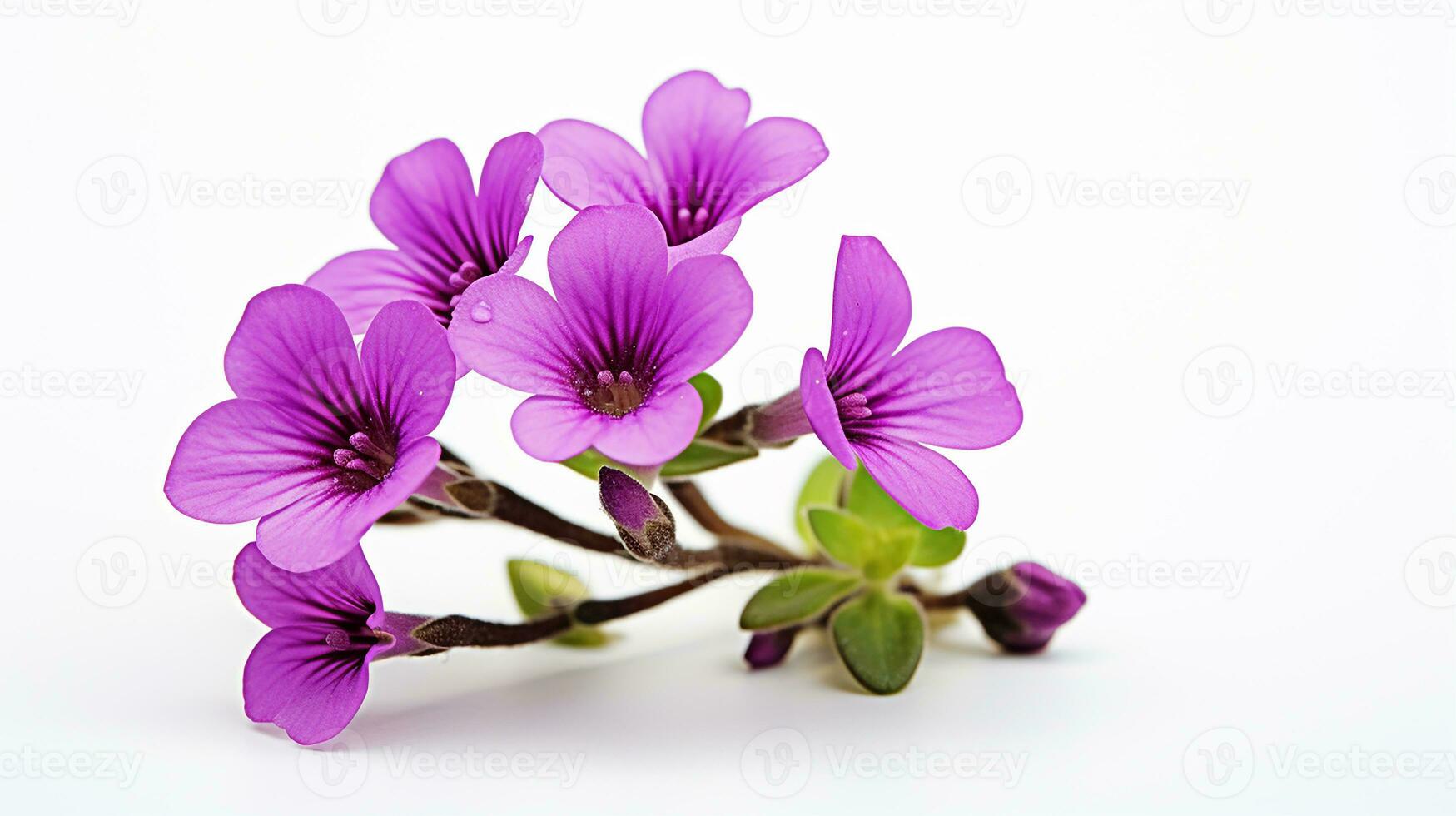 Photo of beautiful Rockcress flower isolated on white background. Generative AI