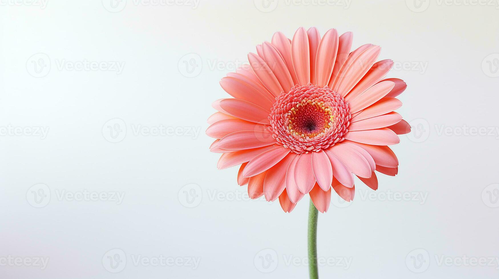 Photo of beautiful Gerbera flower isolated on white background. Generative AI