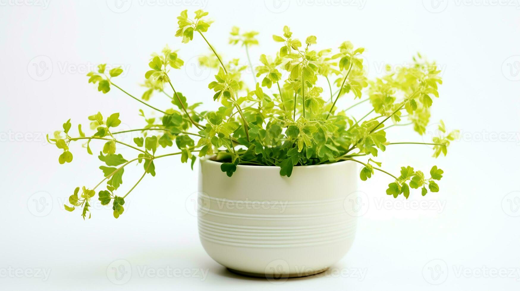 Photo of Meadow Rue flower in pot isolated on white background. Generative AI