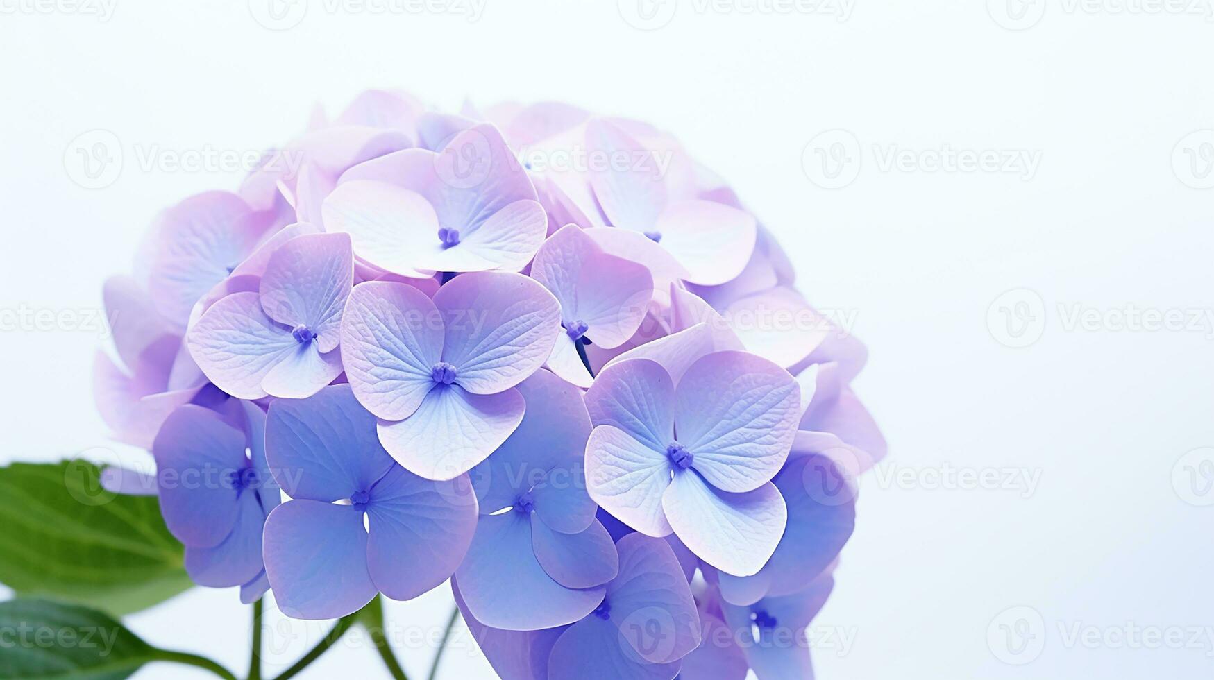 Photo of beautiful Hydrangea flower isolated on white background. Generative AI