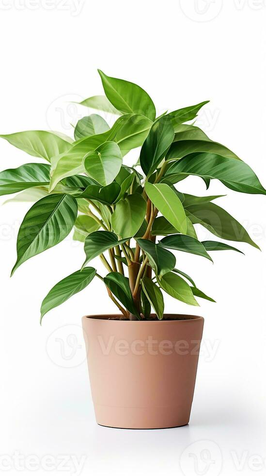 Photo of Balsam flower in pot isolated on white background. Generative AI