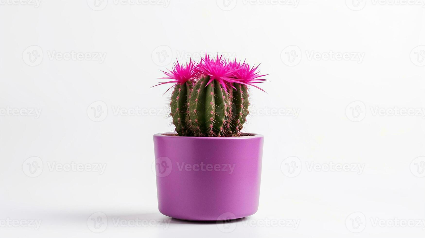Photo of Cactus Flower flower isolated on white background. generative ai