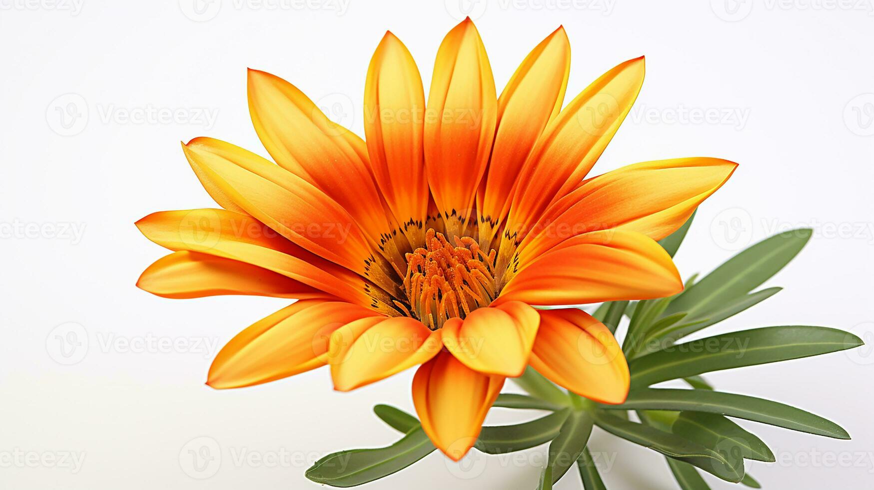 Photo of beautiful Gazania flower isolated on white background. Generative AI