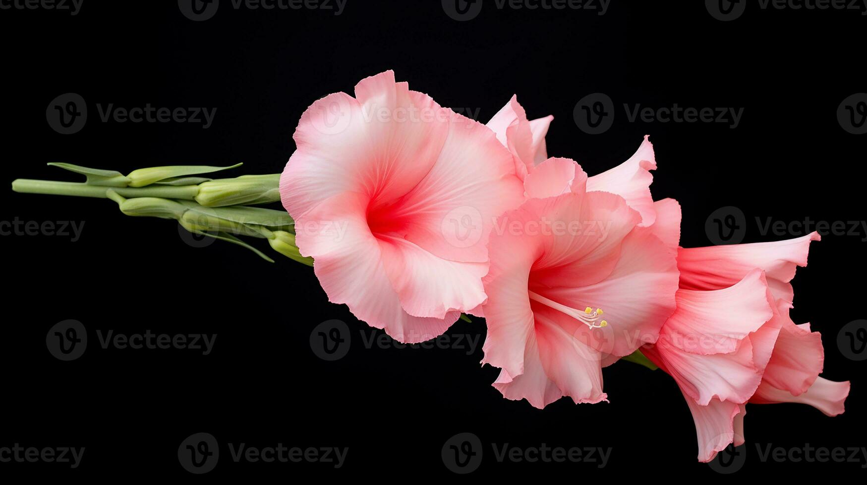 Photo of beautiful Gladiola flower isolated on white background. Generative AI