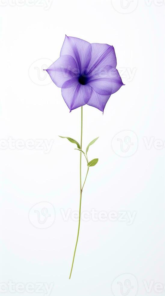 Photo of beautiful Balloon flower isolated on white background. Generative AI