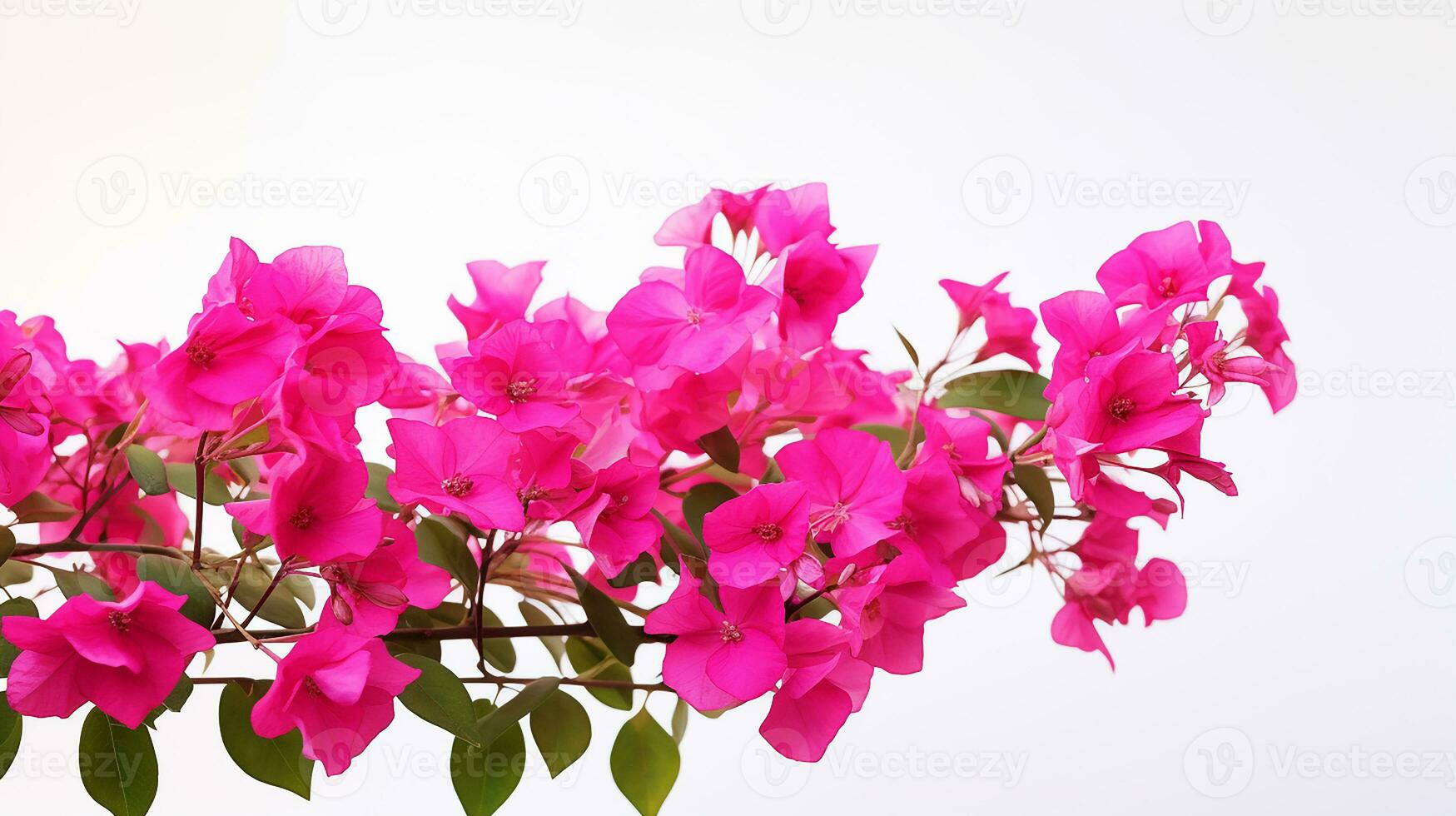 Photo of beautiful Bougainvillea flower isolated on white background. Generative AI