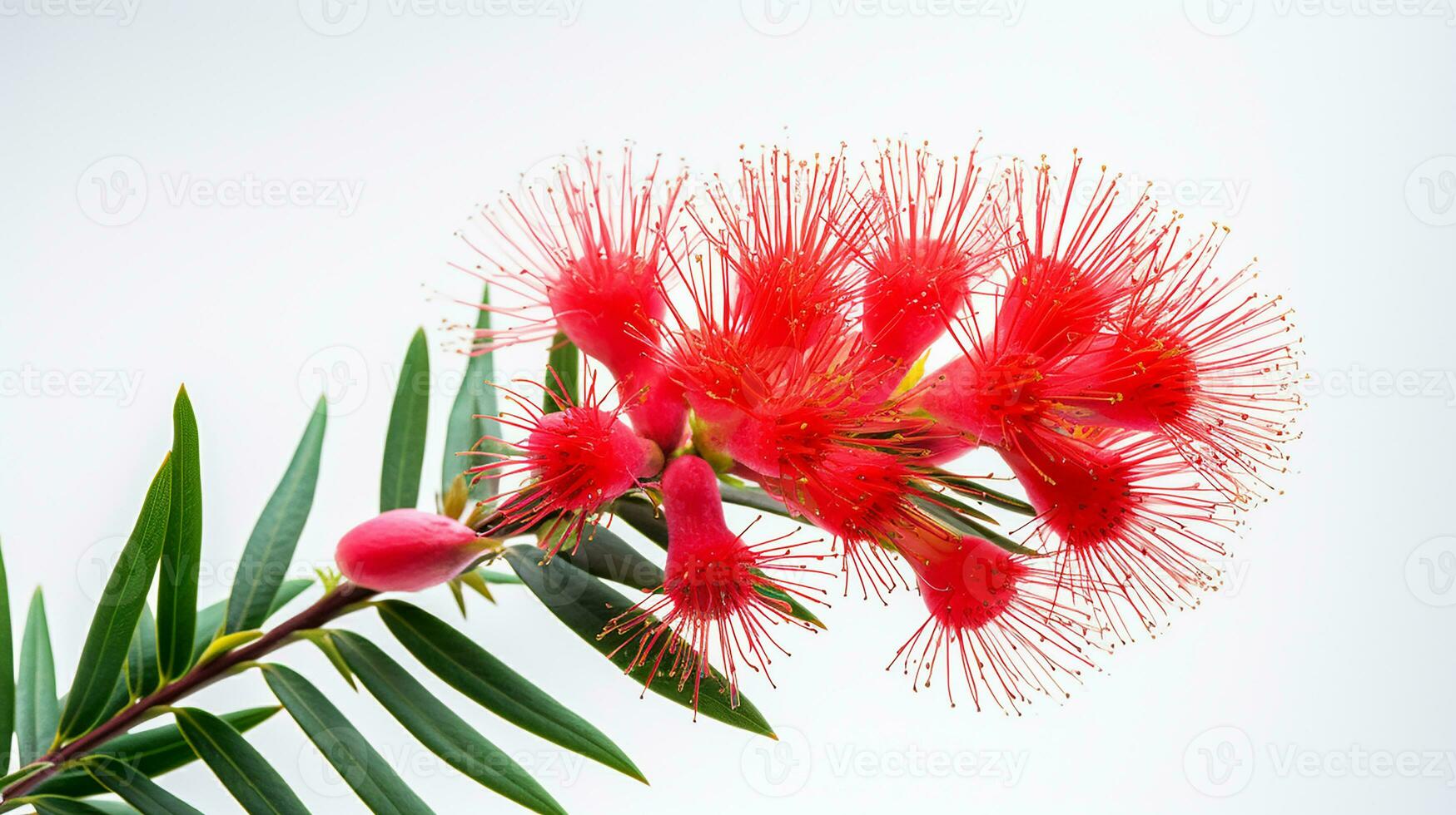 Photo of beautiful Bottlebrush flower isolated on white background. Generative AI