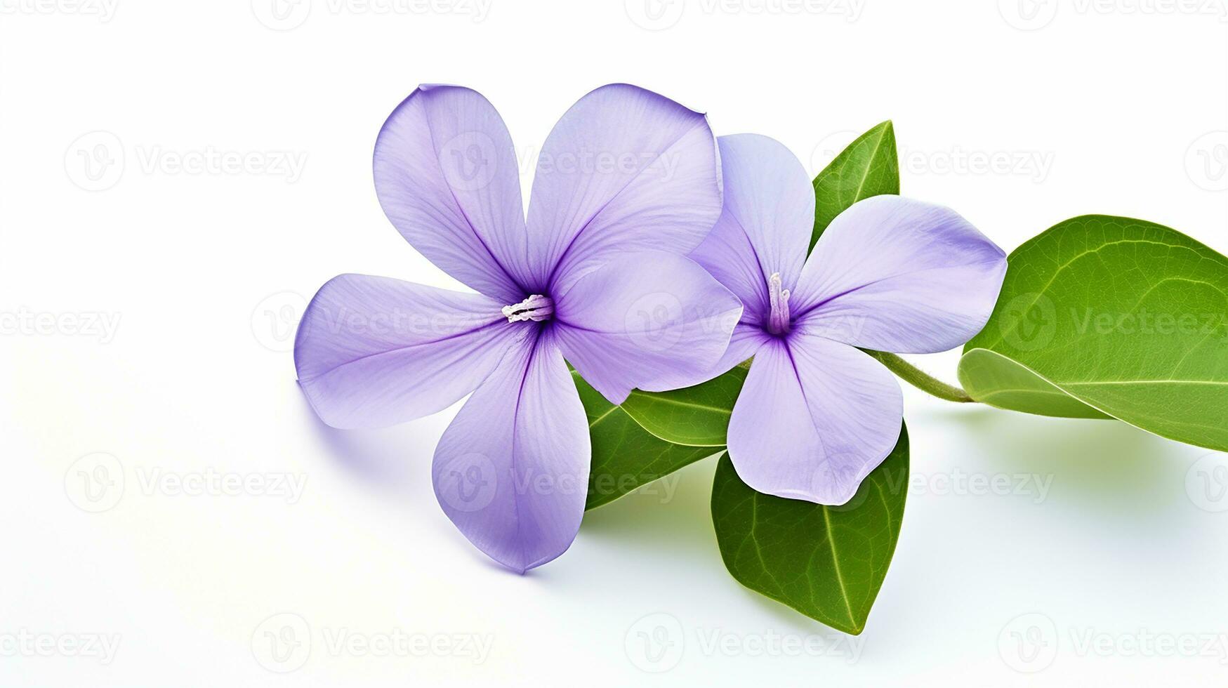 Photo of beautiful Periwinkle flower isolated on white background. Generative AI