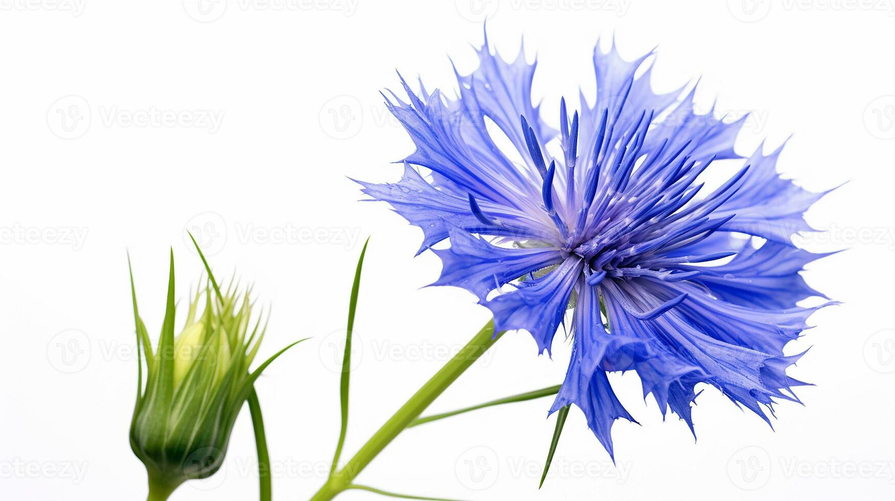 Photo of beautiful Cornflower flower isolated on white background. Generative AI