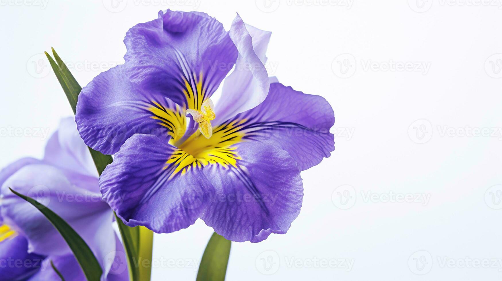 Photo of beautiful Spiderwort flower isolated on white background. Generative AI