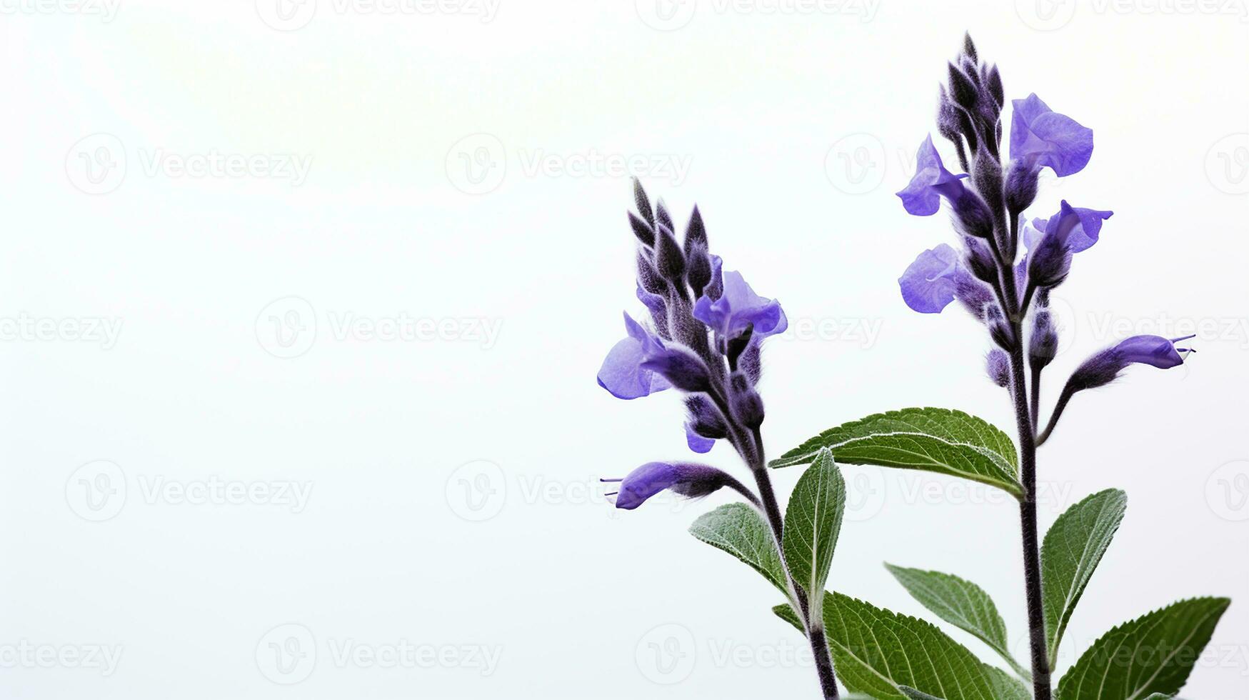 Photo of beautiful Salvia flower isolated on white background. Generative AI