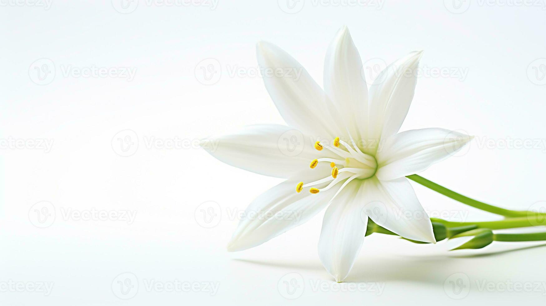 Photo of beautiful Star of Bethlehem flower isolated on white background. Generative AI