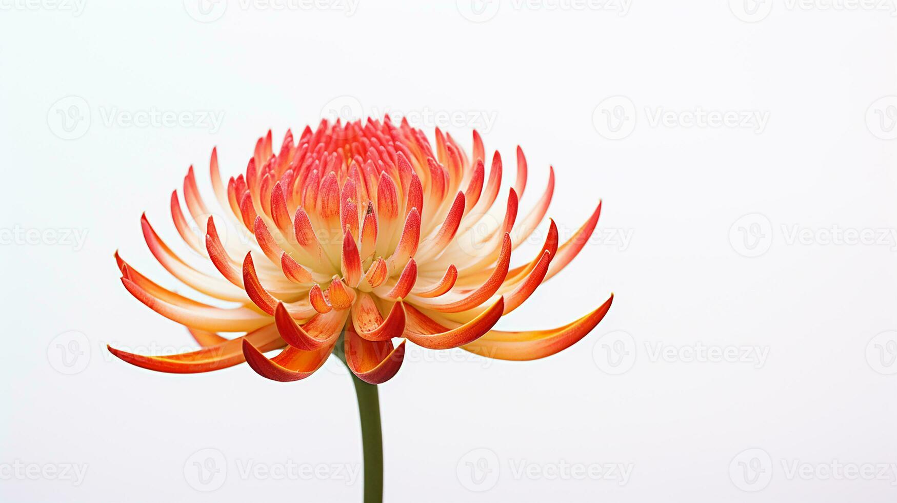 Photo of beautiful Torch Lily flower isolated on white background. Generative AI