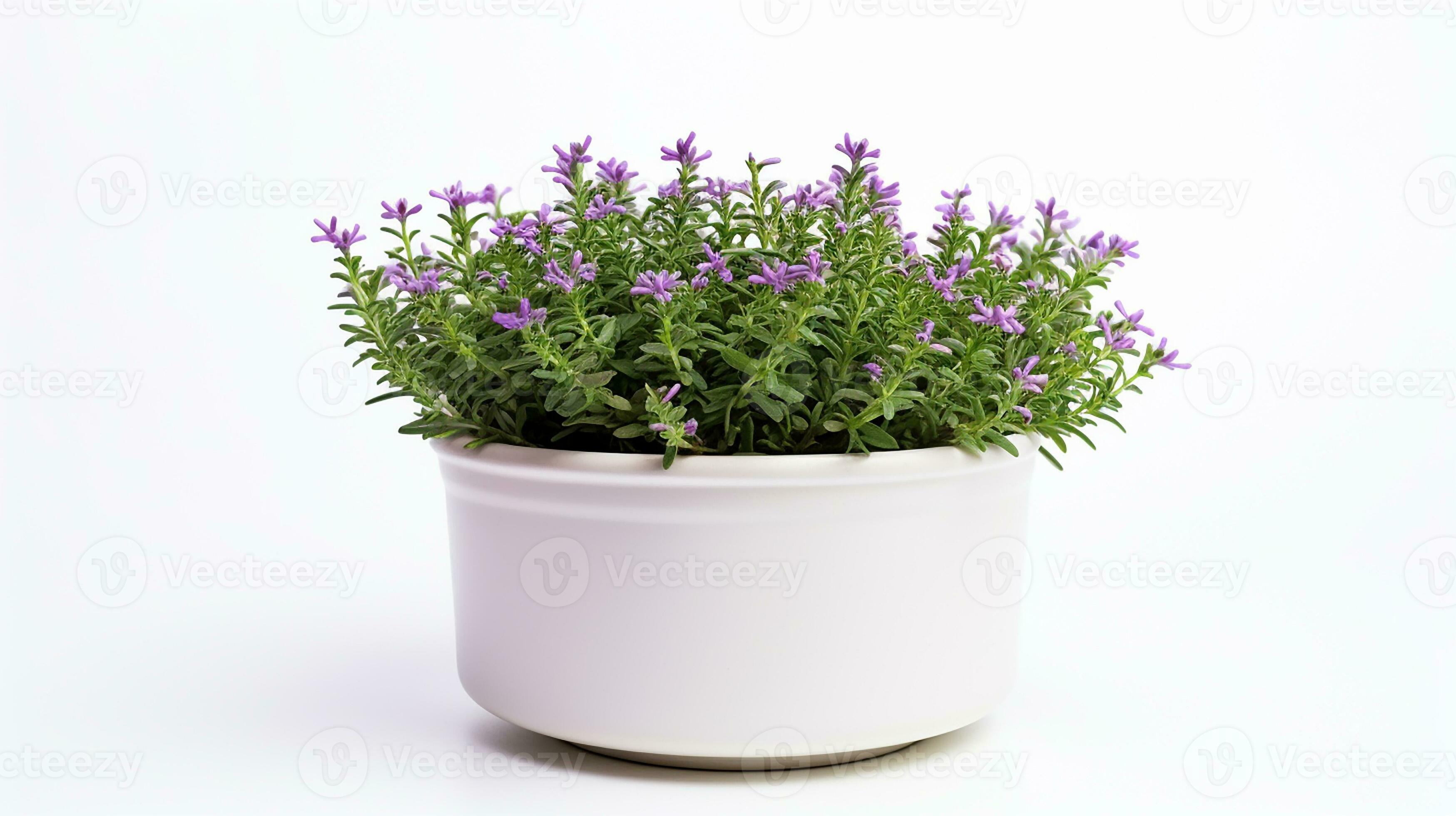Photo of Thyme flower in pot isolated on white background. Generative