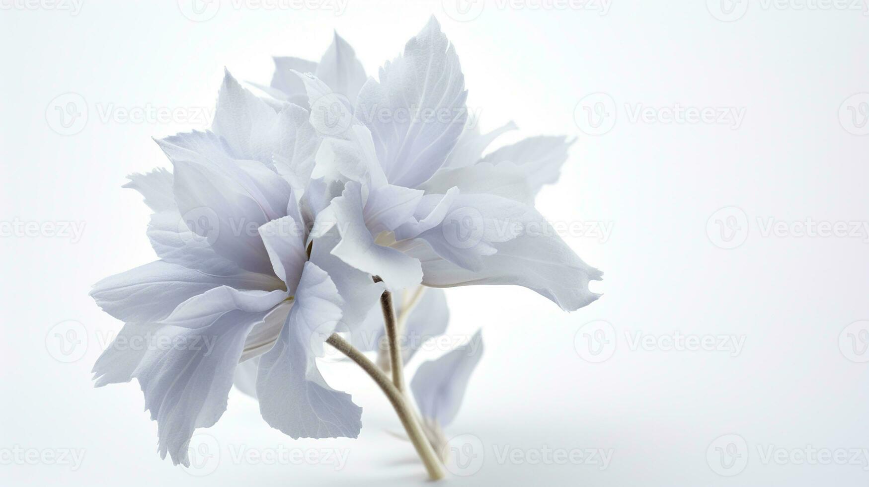 Photo of beautiful Lamb's Ear flower isolated on white background. Generative AI