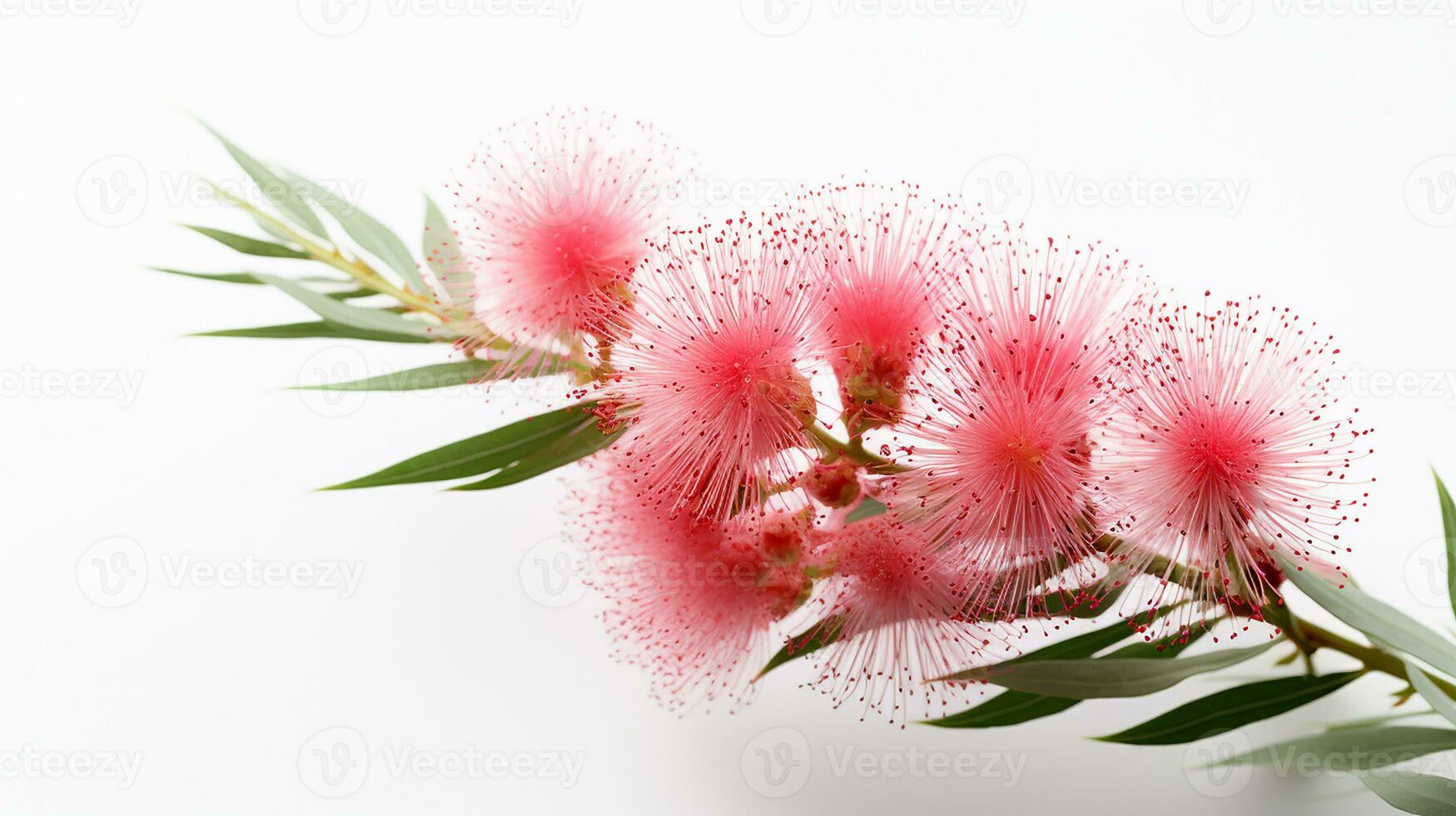 Photo of beautiful Bottlebrush flower isolated on white background. Generative AI