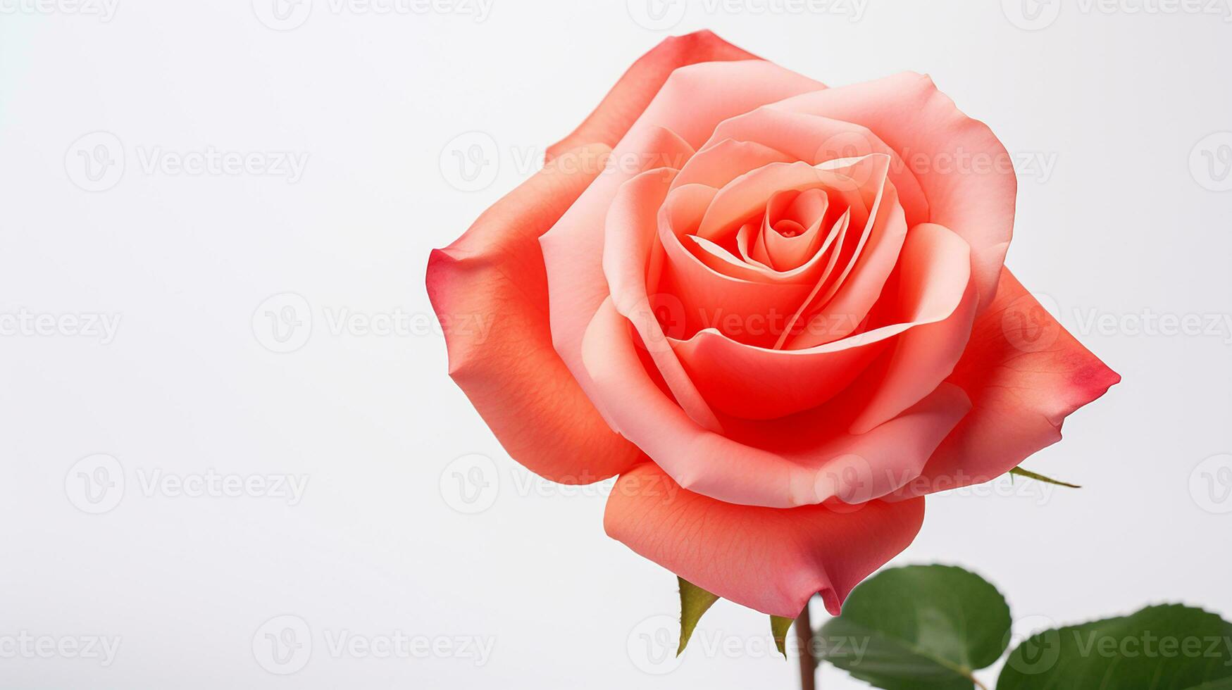 Photo of beautiful Rose flower isolated on white background. Generative AI