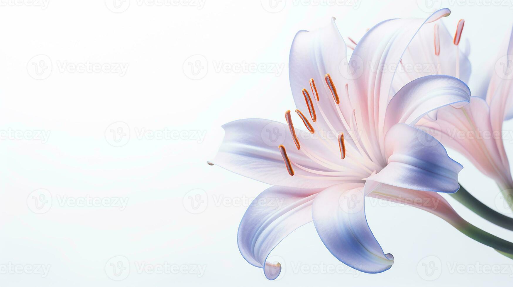 Photo of beautiful Fairy Lily flower isolated on white background. Generative AI