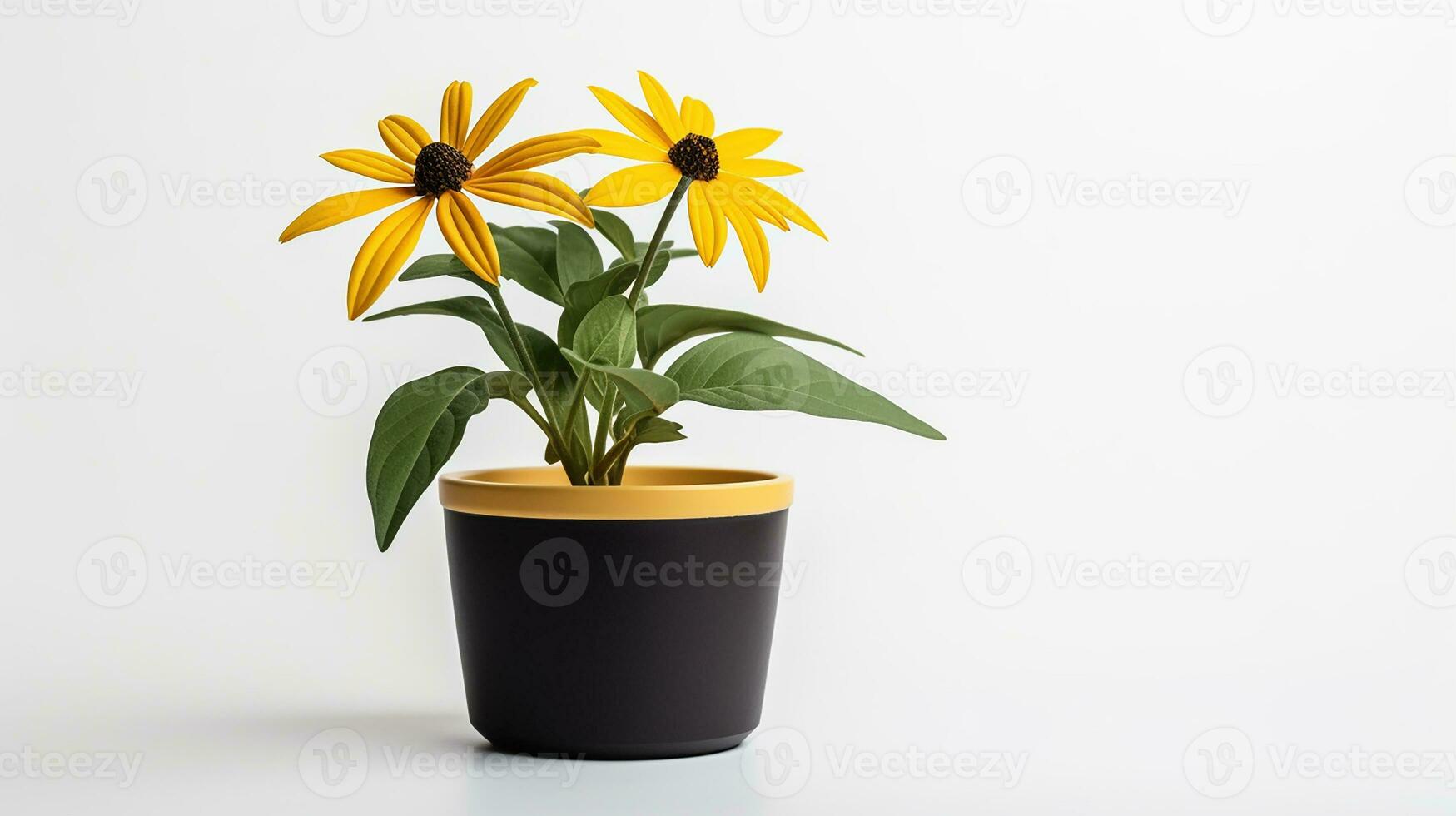 Photo of Rudbeckia flower in pot isolated on white background. Generative AI
