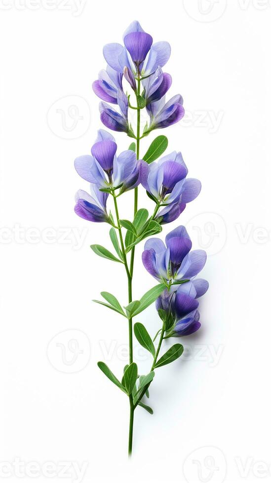 Photo of beautiful Baptisia flower isolated on white background. Generative AI