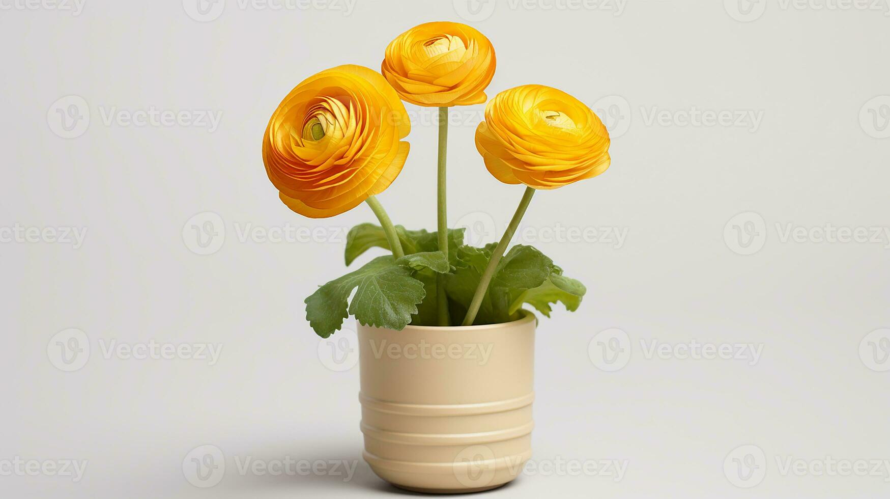 Photo of Ranunculus flower in pot isolated on white background. Generative AI