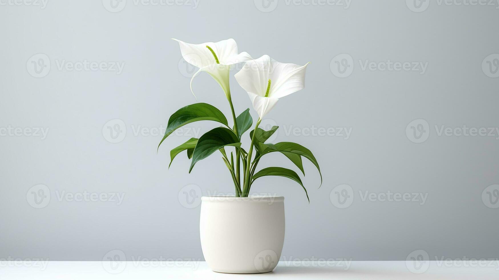 Photo of Moonflower in pot isolated on white background. Generative AI
