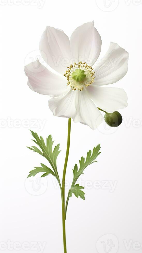 Photo of beautiful Anemone flower isolated on white background. Generative AI