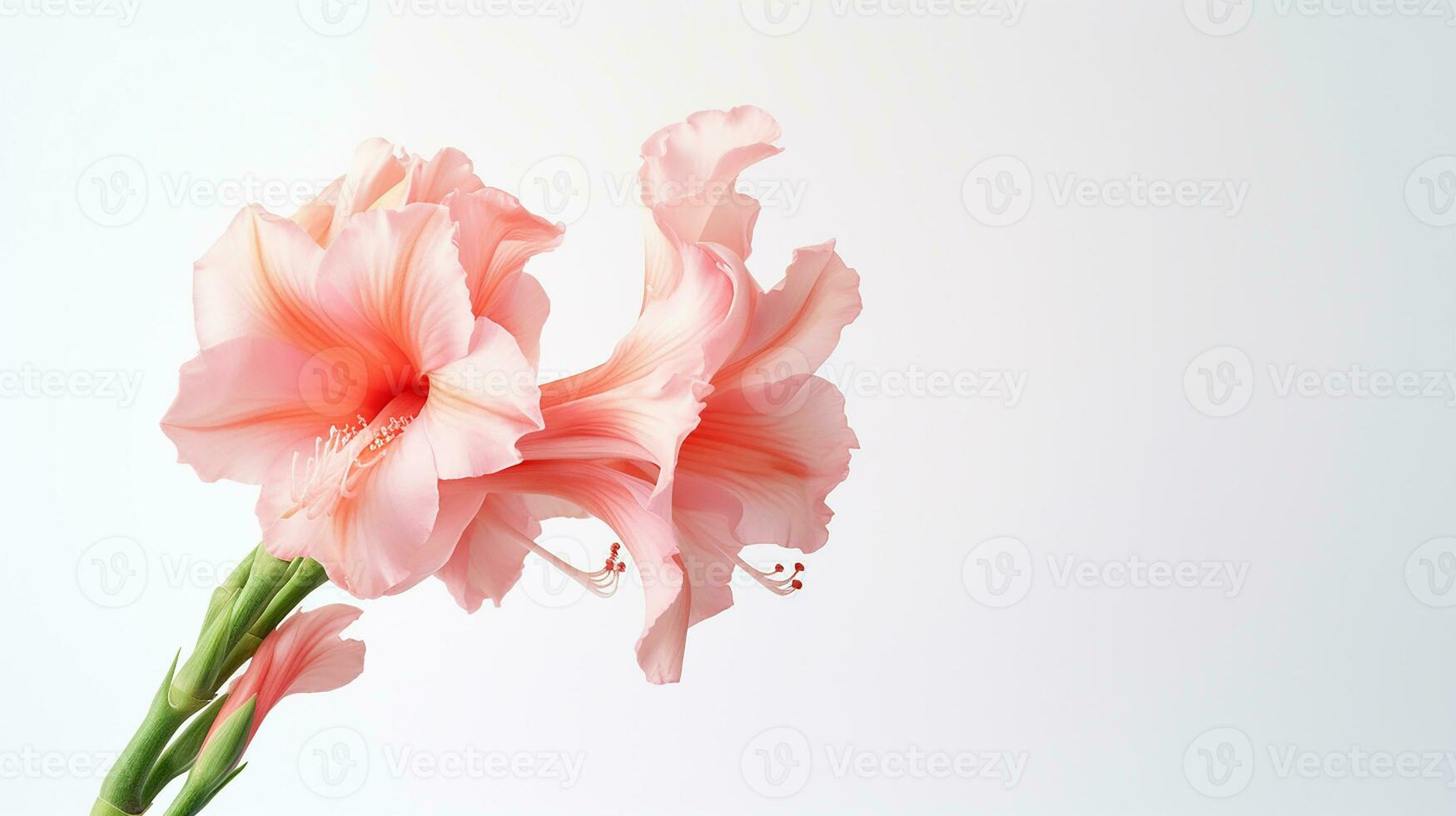 Photo of beautiful Gladiolus flower isolated on white background. Generative AI