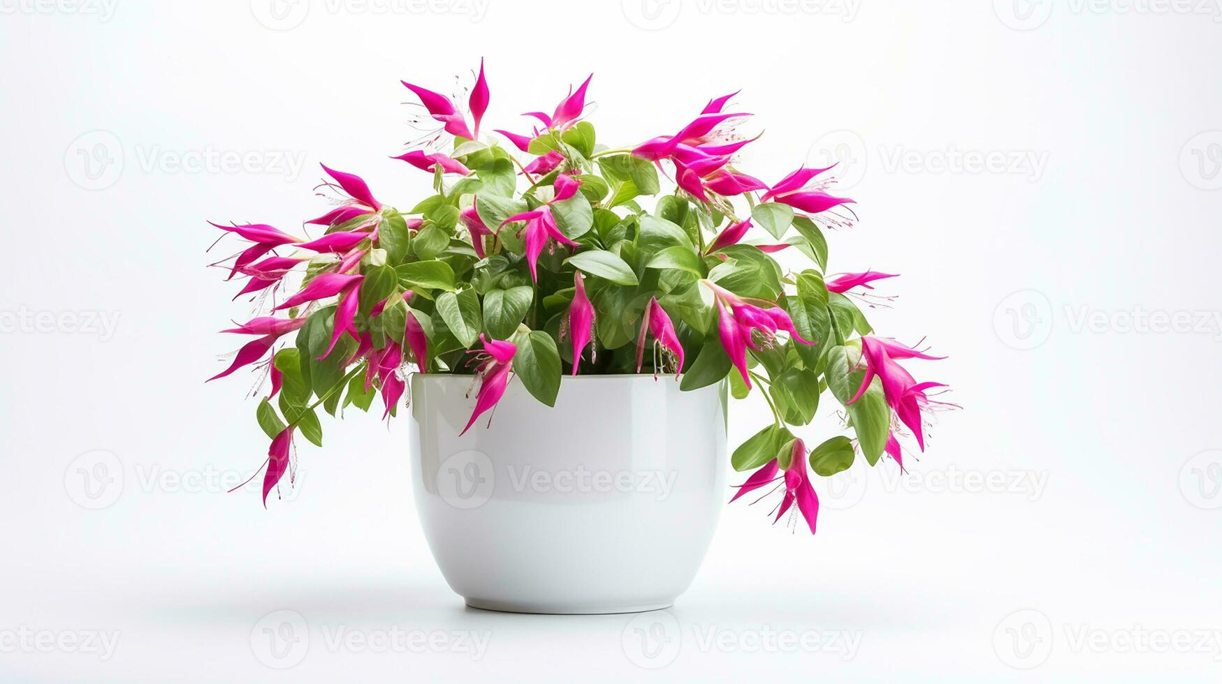 Photo of Fuchsia flower in pot isolated on white background. Generative AI