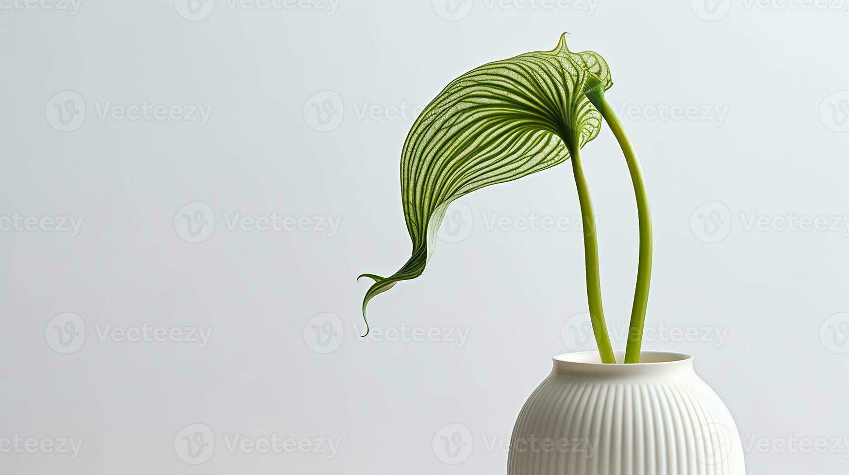 Photo of Jack-in-the-pulpi flower in pot isolated on white background. Generative AI