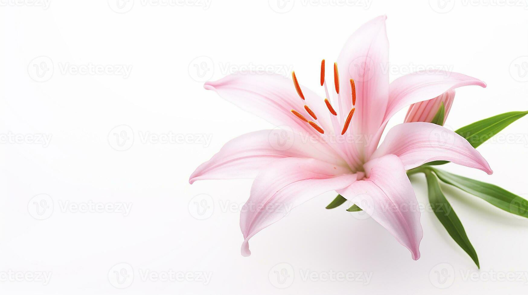 Photo of beautiful Fairy Lily flower isolated on white background. Generative AI